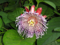 Passiflora alata - květ, mučenka
